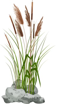Hand drawn reed or pampas grass surrounded by gray stones. Cane silhouette on white background.  Border or frame of green plants. vector