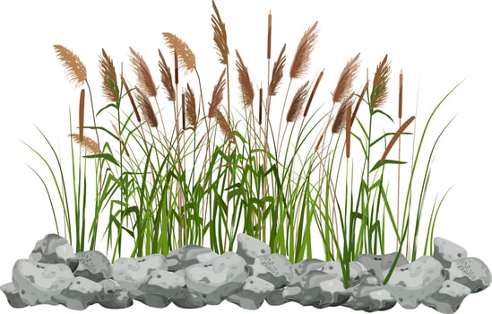 Hand drawn reed or pampas grass surrounded by gray stones. Cane silhouette on white background.  Border or frame of green plants. vector