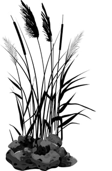 Hand drawn reed or pampas grass surrounded by gray stones. Cane silhouette on white background.  Border or frame of green plants. vector