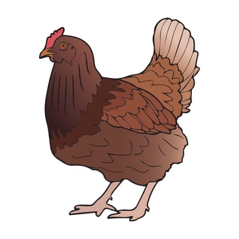 Chicken Art Illustration vector