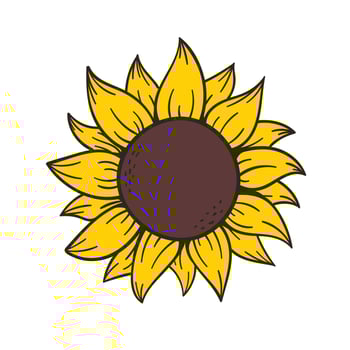 blooming yellow sunflowers full of sunflower seeds inside for decorating welcome cards vector
