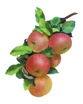 Watercolor style digital painting with red apples vector isolated on white background.