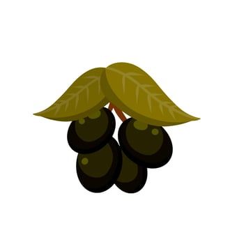Olive. Black vegetable on branch with leaves vector