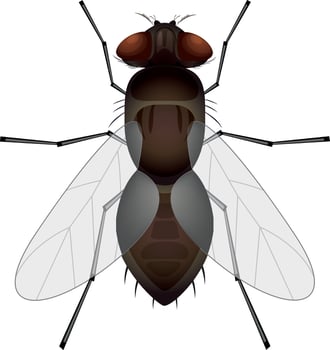 Clipart fly isolated on white background. Vector illustration of fly insect