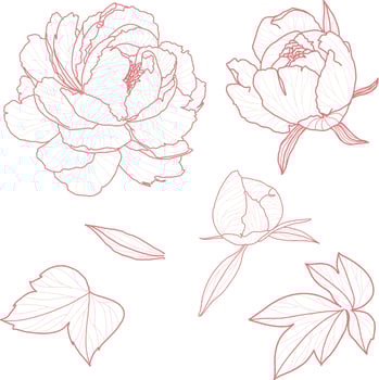 Set 1 of isolated peony ihand drawn flower vector illustration