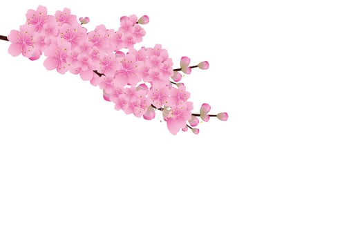 Sakura flowers background. cherry blossom isolated white background vector