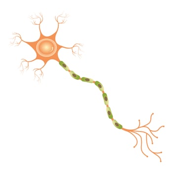 multipolar neuron diagram vector