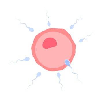 Sperm runs into the female ovary to fertilize a woman's pregnancy. vector