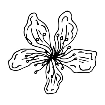Sakura flower doodle icon. Back line isolated on white. One line contour floral drawing.Vector illustration vector