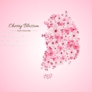 Cherry blossom, sakura, map Korea, Japanese floral pattern ,vector illustration. vector