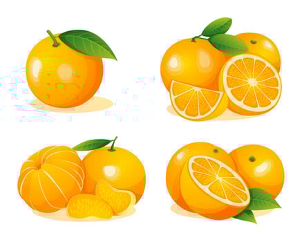 Set of fresh orange fruits whole, half and cut slice illustration isolated on white background vector