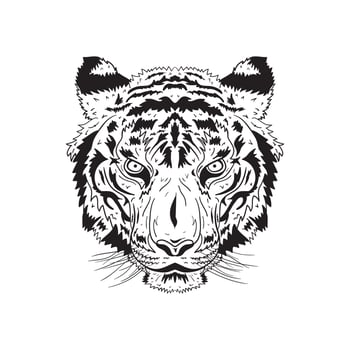Illustration vector graphic of Tiger head in detailed style.  Vector engraved illustration for logo, label, tattoo, t-shirts, and coloring book