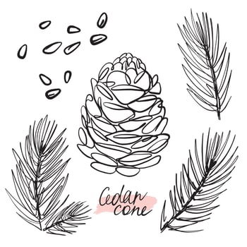 Hand drawing of forest, pine cones with twigs vector