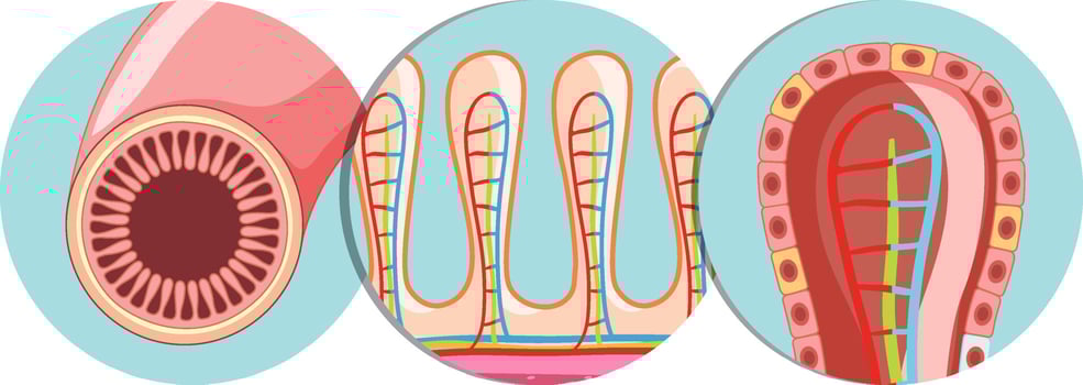 Diagram showing intestinal villus structure vector