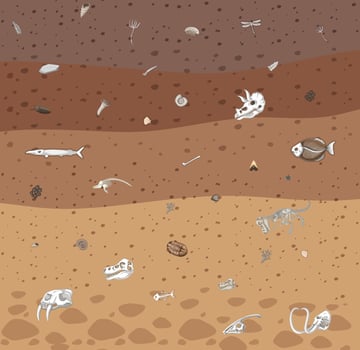 A fossil in the underground vector