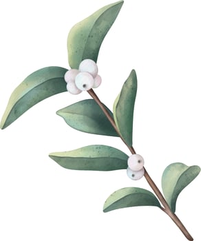 Hand drawn watercolor branch with snowberry and green leaves vector