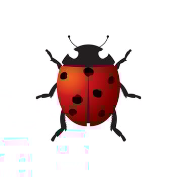 ladybug or coke beetle vector icon