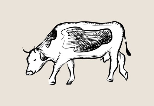 Milk cow line art sketch drawing, farm domestic animal, doodle outline flat style. Graphic isolated icon. Logo design print template. Hoofed horned cattle vintage engraving. vector