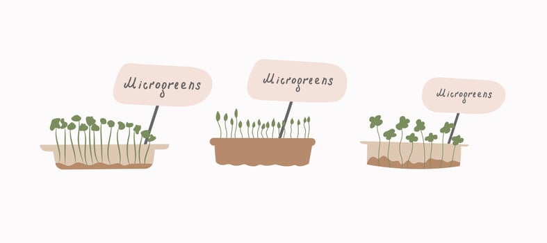 Micro-greens set. . The concept of healthy eating. Growing superfoods at home. Vector flat illustration.