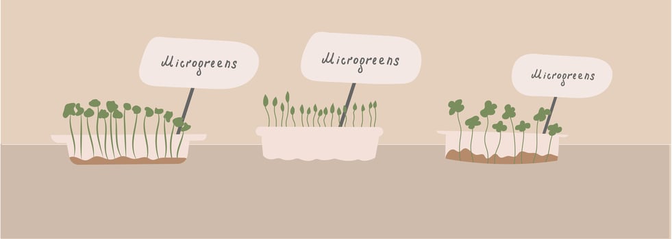 Micro-greens set. . The concept of healthy eating. Growing superfoods at home. Vector flat illustration.