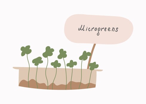 Micro-greens . The concept of healthy eating. Growing superfoods at home. Vector flat illustration.