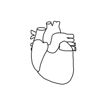 Heart Breath Anatomy Health Biology Doodle vector