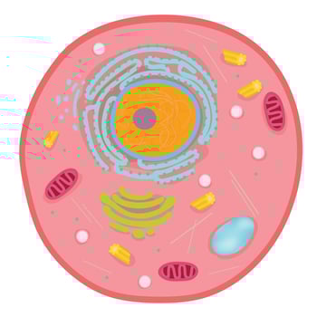 Anatomy of an animal cell. vector