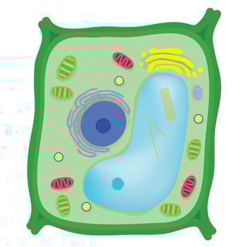 Anatomy of an plant cell. vector
