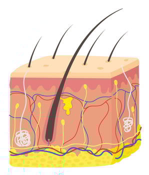 Anatomy of the Skin. vector