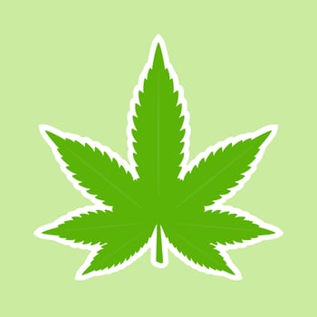 Cannabis marijuana weed green leaf. Medical, ganja cannabis. Vector illustration Isolated on green background