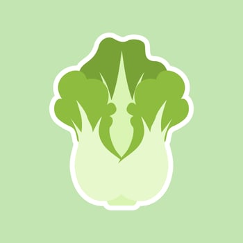 Flat illustration of chinese cabbage vector icon for web design. Head of napa cabbage. Vector flat color icon. Isolated on color. Natural food and healthy nutrition. Flat vector