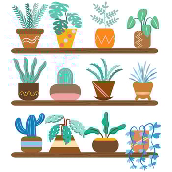 Colorful house plants on shelf collection vector