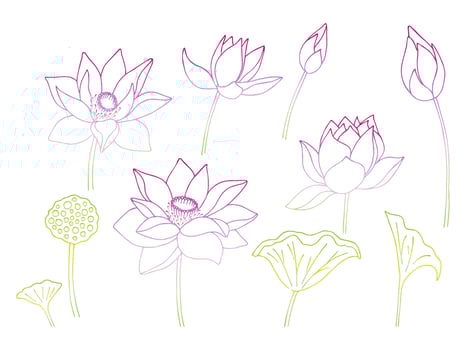 Lotus flower and leaf hand drawn botanical illustration vector
