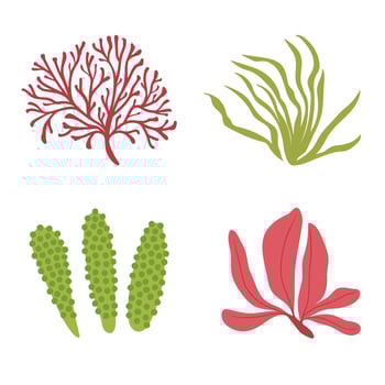Algae vector set. Aquarium plants, underwater planting. Aquarium, ocean, seaweed algae isolated on white.