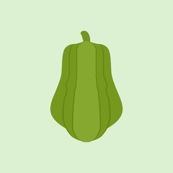 chayote flat design vector illustration.Chayote plant icon. Flat illustration of chayote plant vector icon for web design