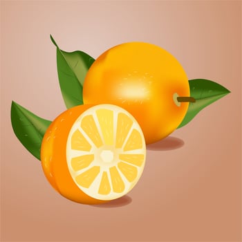 Oranges Vector Illustration