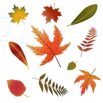 Set of leaves. vector