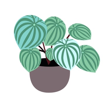 Plant on pottery. vector