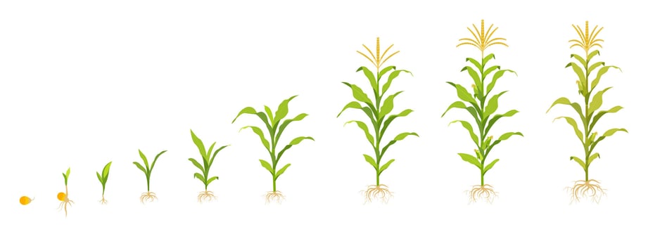 Corn growth cycle in the field. Seed germination, root formation, shoots with leaves and harvest stage. vector
