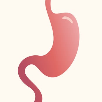 Human stomach background vector