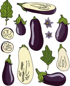 Set with eggplants on white background. Eggplants, eggplant slices, flowers and leaves isolated on white vector