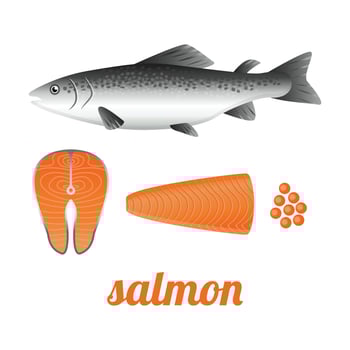 Salmon whole red fish, raw steaks and fillet, vector illustration