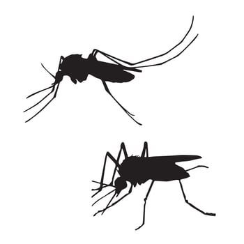 Mosquito Silhouette Art vector