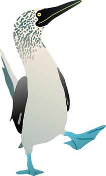Gannet bird with a blue foot. Flat vector booby solan illustration figure