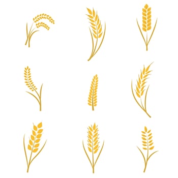 Flat wheat collection vector