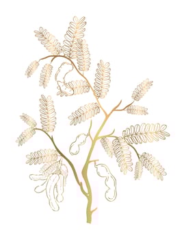 vector golden tamarind on a white background