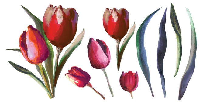 blooming flowers red tulips set vector illustration