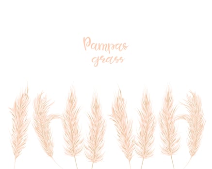 Dry pampas grass  set.  Illustration in the boho style.  Dried plant for decoration, frame, backdrop, fabric print, retro textile, wallpaper, wedding card. Vector illustration