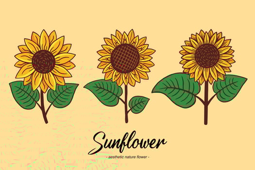 Set Collection Sunflower Summer Floral nature plant Aesthetic hand drawn Romantic illustration vector