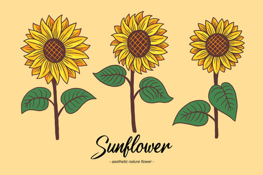 Set Collection Sunflower Summer Floral nature plant Aesthetic hand drawn Romantic illustration vector